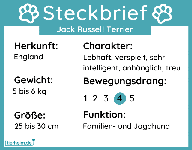 Steckbriefe Jack Russell Terrier