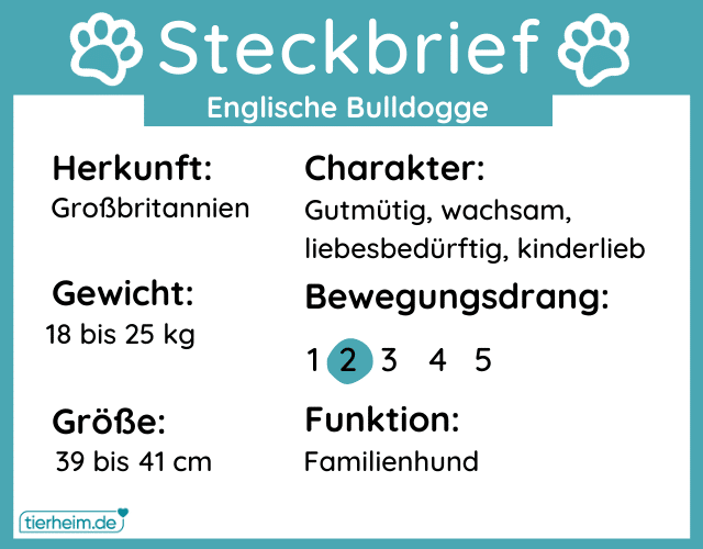 Steckbriefe englische bulldogge