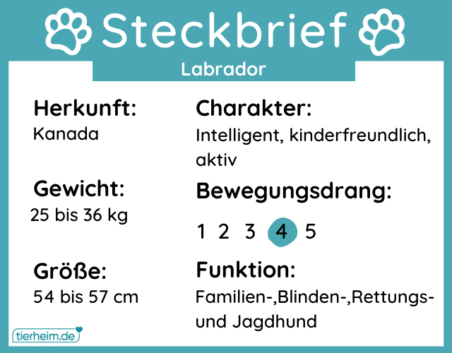 Steckbrief Labradors