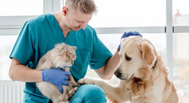 Tierarzt mit Katze im Arm und Labrador daneben