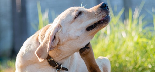 Hund kratzt sich ständig: Labrador mit Juckreiz