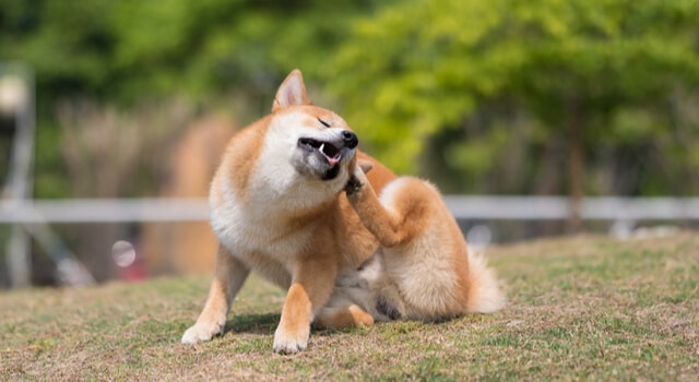 Hund kratzt sich ständig: Shiba kratzt sich das Ohr