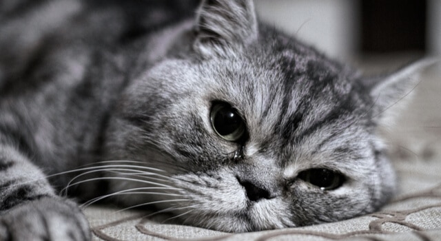traurige Katze mit tränen