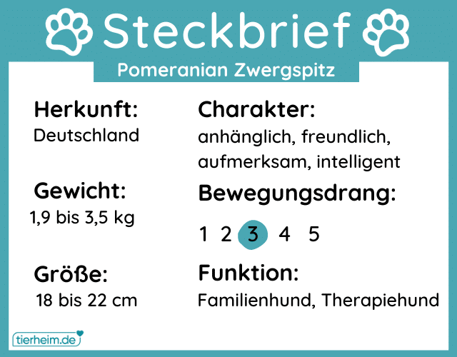 Pomeranian Zwergspitz Steckbrief