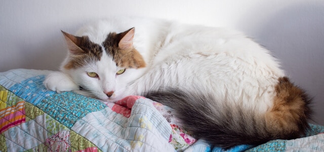 Türkish Van Katze auf einer Decke