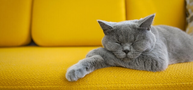 Katze schläft auf gelben Sofa
