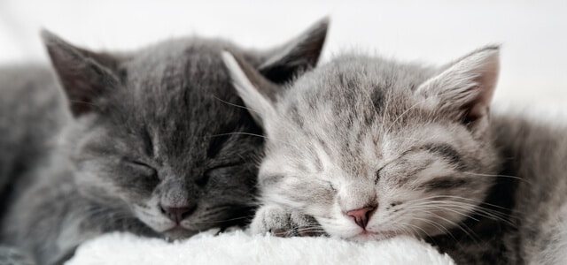 Zwei Katzenbabies schlafen