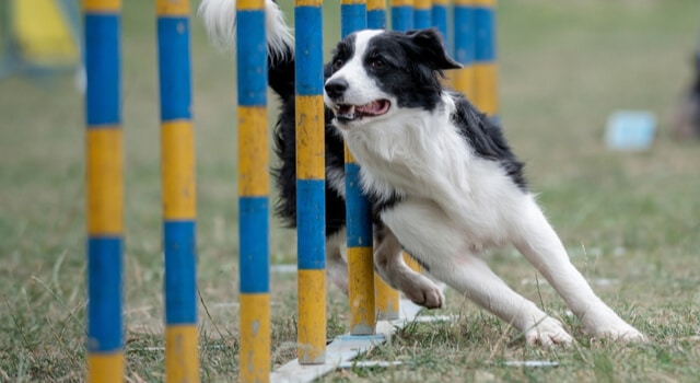 Agility – Sport für Hunde