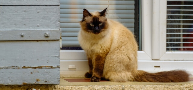 Colourpoint Katze sitzt vor einer Terrassen Tür