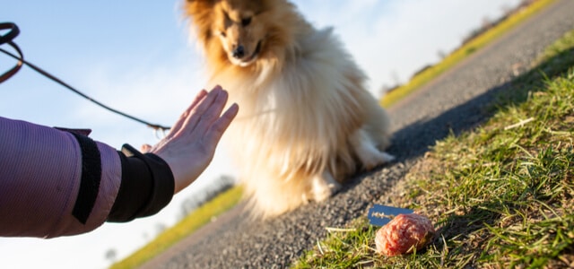 Besitzer hält Hund vom Giftköder ab