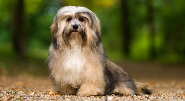 Havaneser – Anhänglicher Hund mit flauschigem Fell