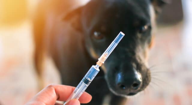 Hund hat Angst vor Impfung