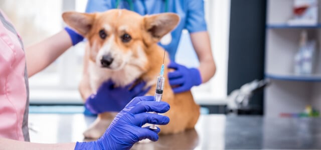 Corgi Hund wird geimpft