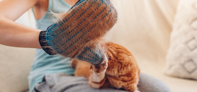 Frau säubert Katze von haaren mit speziellen Handschuh