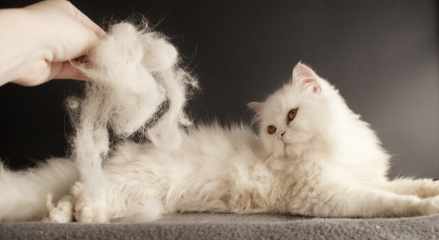 Weiße Perser Katze haart extrem
