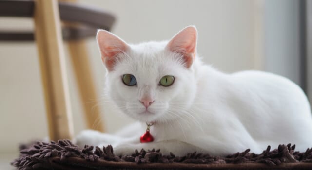 Die Khao Manee – Eine Katze mit blauen Augen und blauem Blut