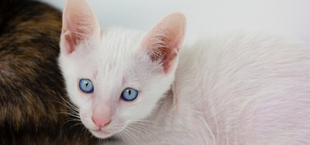 Khao Manee Kätzchen mit blauen Augen schaut in die Kamera