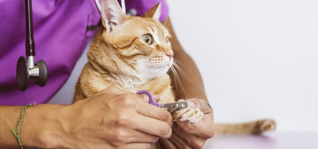 Katze bekommt Krallen geschnitten beim Tierarzt