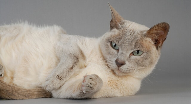 entspante Tonkanese Katze mit grauen Hintergrund