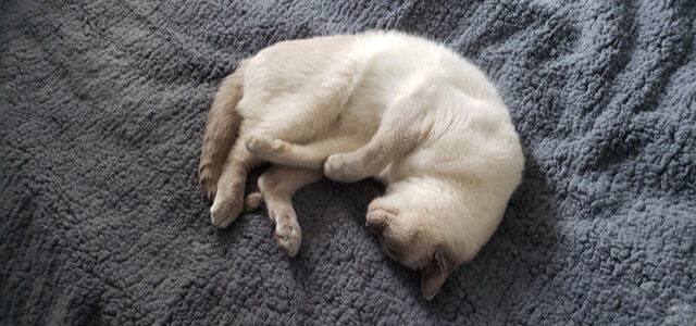 Tonkanese Kitten schläft auf grauer Decke