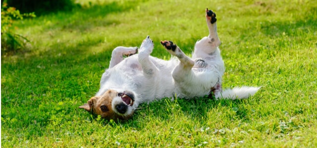 Hund mit Milben kratzt sich den Rücken auf Rasen