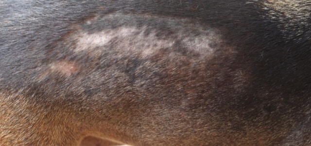 Haarausfall und Hautprobleme beim Hund durch Milben verursacht
