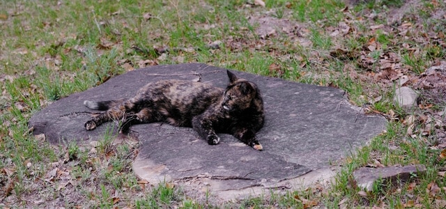 Schildpatt-Katze im Garten