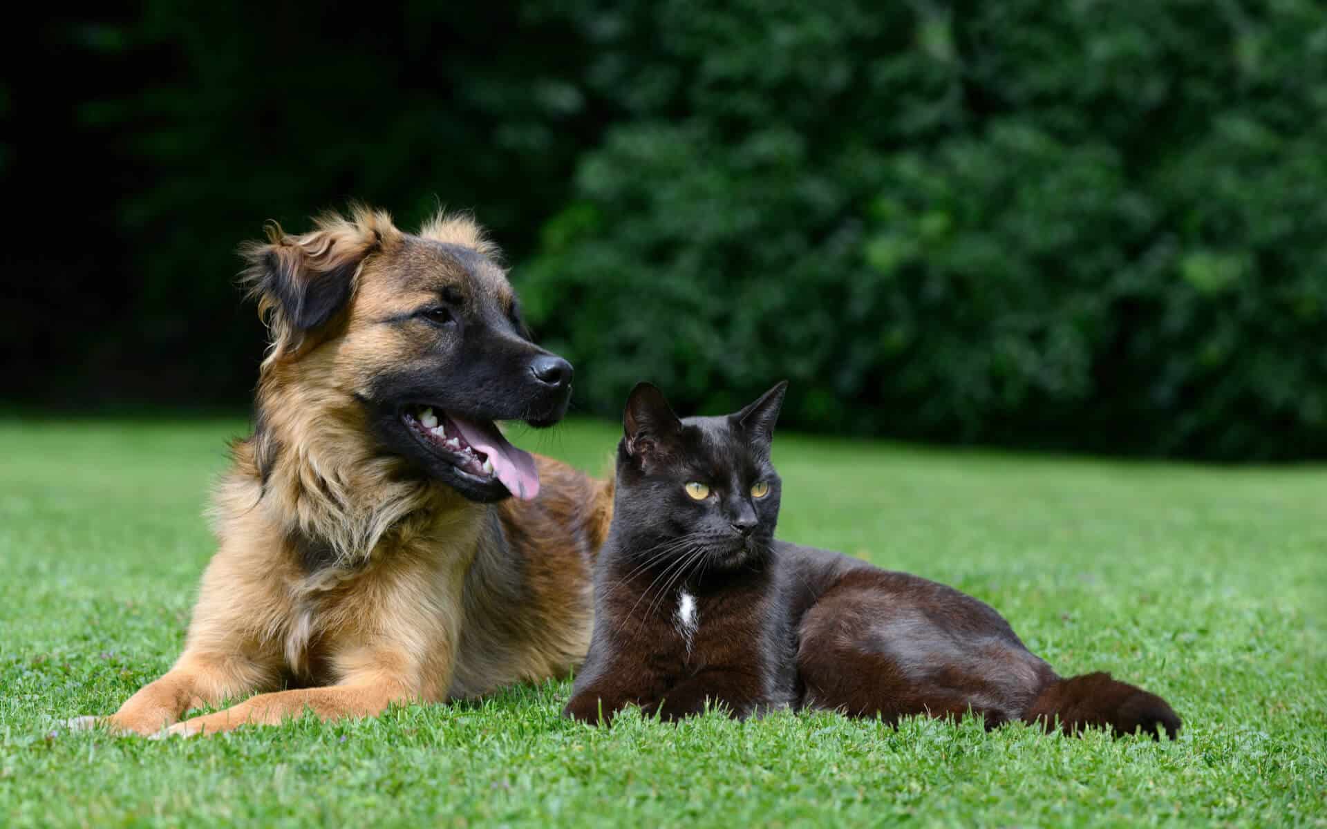 Hund und Katze liegen auf dem Rasen. Beliebte Haustiere