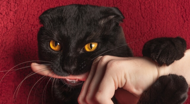 Katze beißt – darum tut sie es und was du dagegen machst