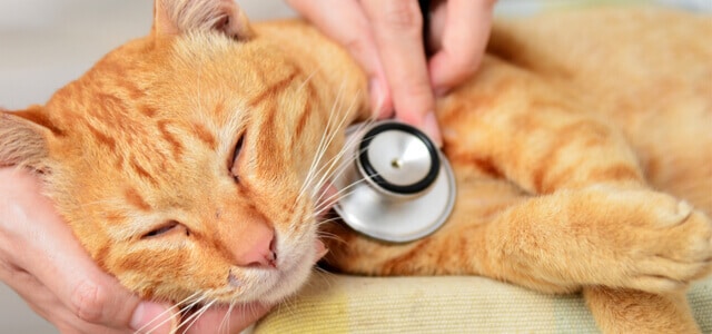 Katze mit warmen Ohren bei Tierarzt