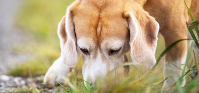 Beagle schnüffelt beim Mantrailing