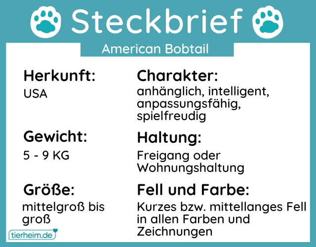 Steckbrief American Bobtail