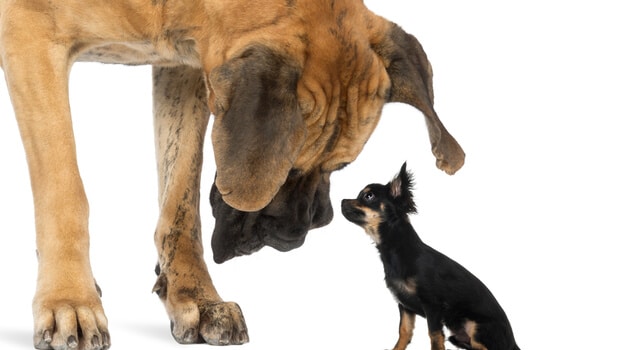 Chihuawa mit einer Deutschen Dogge einer der größten Hunde der Welt