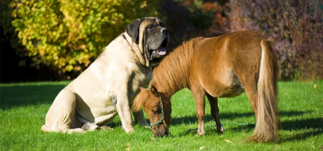 Pferd mit einem Mastiff einer der größten Hunde der Welt