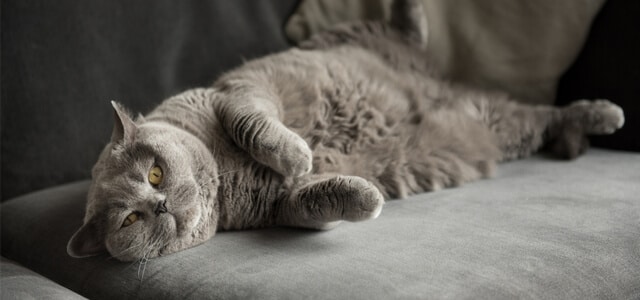 entspannte britische Kurzhaar-Katze