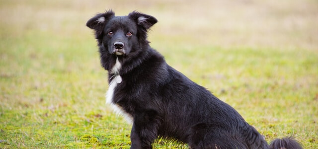 Corgi Mischlingshund
