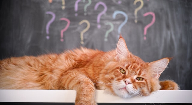 Katzennamen – Hier findest du den idealen Namen für deine Samtpfote