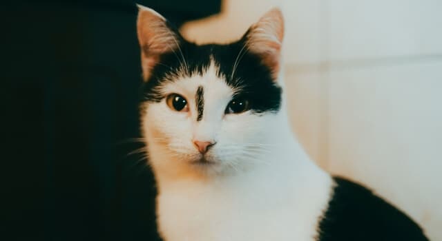 Anatoli Katze mit schwarz weißen Fell