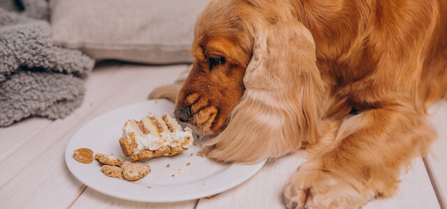 Hund Frisst selbstgemachten Kuchen