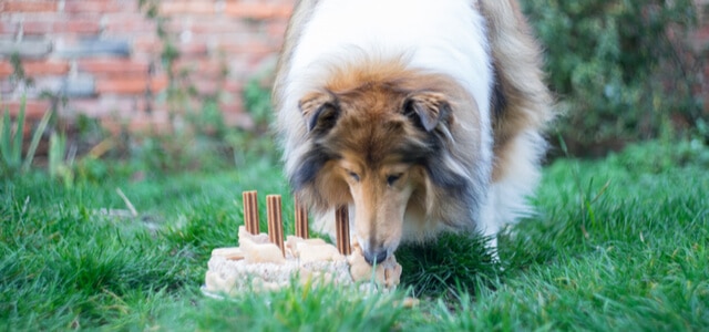 Collie Hund frisst selbstgemachten Kuchen