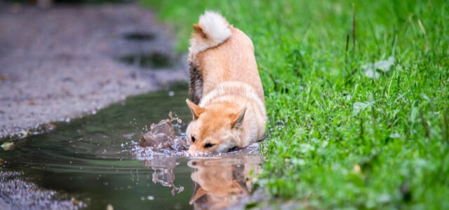 Shiba Inu Hund trinkt aus Pfütze und bekommt Giardien