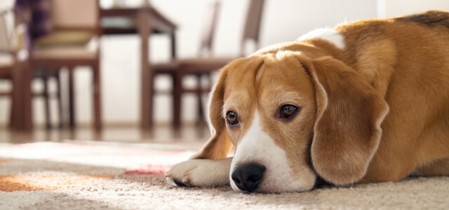Beagle Hund mit Giardien