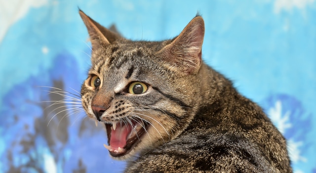 Katzen miauen – so versteht ihr eure Katze
